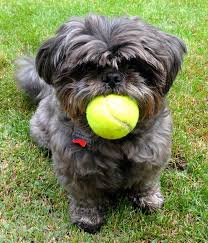 Profile for Danny Rescue Dog