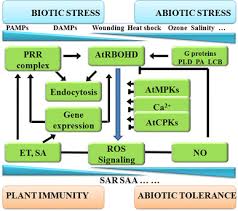 Image result for Platostoma coeruleum