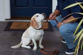 We take adoption very seriously, so humane indiana reserves the right to deny any application. Dog Adoption Petfinder