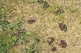 However, with these diy tips and techniques, you can save money while getting an ant infestation under control. Turfgrass Entomology Ants Department Of Entomology