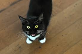 Learn more about how health, anxiety, and loneliness can lead to bad behavior in cats, and what you can do to change it. Reasons Why Your Cat Meows At Night