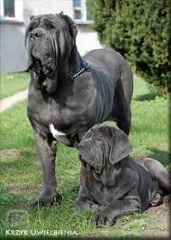 Napoleon complex puppies funny dogs animals google search inspiration biblical inspiration little dog has a napoleon complex. Neapolsky Mastin Mastiff Dog Breeds Neopolitan Mastiff Neapolitan Mastiffs
