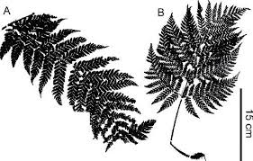 Image result for Megalastrum lanuginosum