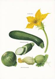 Maybe you would like to learn more about one of these? Vegetable Print Zucchini Courgette Flower By Theweecottagegarden Vegetable Illustration Zucchini Illustration Vegetable Prints