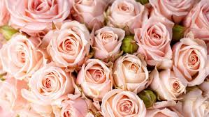 Wonderful Pink Rose Wallpaper Pink Roses Background Rose Flower Wallpaper Pink Flowers Wallpaper
