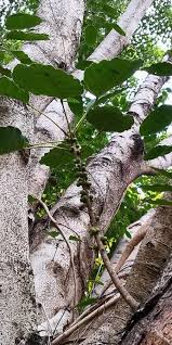 Image result for Ficus virens