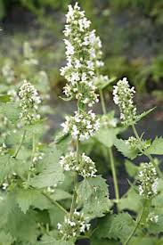 Maybe you would like to learn more about one of these? Catnip Catmint Nepeta Cataria Organically Grown Flower Seeds Floral Encounters