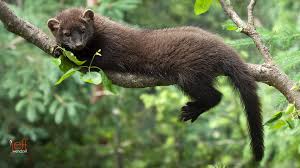 Over 13,111 fisher cat pictures to choose from, with no signup needed. Wildlife Photography Fisher Cat Images Jeff Wendorff Photography