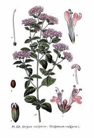 Image result for Origanum