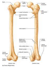 The Femur Human Anatomy And Physiology Anatomy Bones Human Body Anatomy
