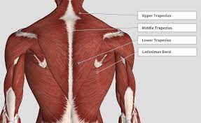 In the upper back region, the trapezius, rhomboid major, and levator scapulae muscles anchor the scapula and clavicle to the spines of several vertebrae and the occipital bone of. Introduction Anatomy Thoracic The Gap Physio