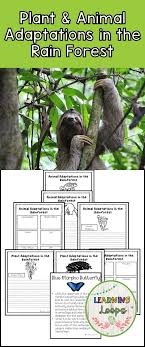 Plant And Animal Adaptations In The Rain Forest Animal Adaptations Plant Adaptations Rainforest