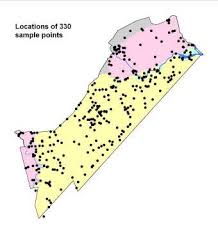 Image result for Neoholstia tenuifolia