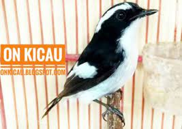 Check spelling or type a new query. Cara Merawat Burung Decu Kembang Bakalan Agar Cepat Bunyi On Kicau