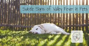 Subtle Signs Of Valley Fever In Pets Know The Symptoms And Early Tell Signs To Keep Your Pets Healthy Https Softspotapp Com Sub Pets Valley Fever Pet Parent