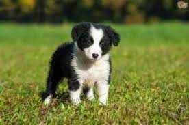 Vintage Porcelain Border Collie Black And White Etsy Collie Breeds Collie Border Collie