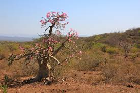 Image result for Schizozygia coffaeoides