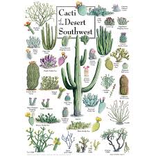 Their natural range included all the southwest and they favored undisturbed desert, especially areas with stands of cholla cactus. Cacti Of The Desert Southwest 1000 Teile Master Pieces Puzzle Online Kaufen