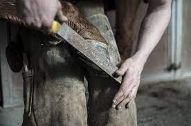 Why Do Wild Horses Not Need Shoes The Tilth