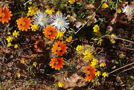 Image result for Hirpicium gracile