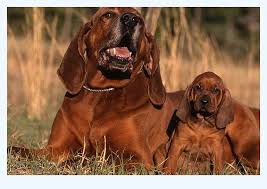 The cost can be affected by lineage, demand, testing. 5 Emerging Redbone Coonhound Trends To Watch In 2016 Dog Breed