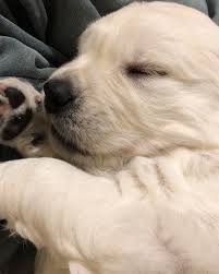 How To Look After A Dog The Essentials Dogdogs Puppies Sleeping Puppies Bad Dog