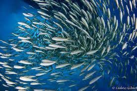 Le Bal Des Sardines Poemes En Provence