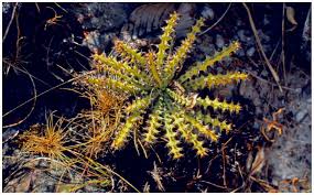 Image result for Euphorbia mwinilungensis