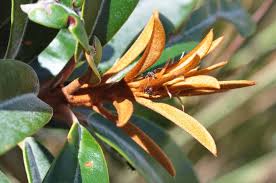 Image result for Englerophytum