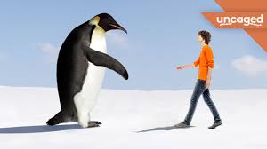 We peg blueger's value in the $2.5 million range. Monster Penguin Fossil Found Youtube
