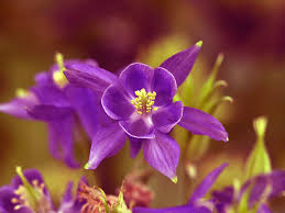 May day is thought to symbolise the transition between spring and summer and the celebrations held every year are believed to bless crops and planting with good luck for the coming months! How To Grow May Flowering Aquilegias Or Columbines Saga
