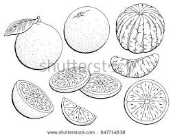 Black And White Outline Orange Clip Art Orange Fruit Graphic Black White Isolated Sketch Illustration Vector Fruit Illustration Fruit Sketch Fruits Drawing