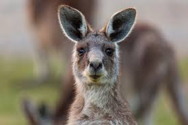 In kangaroo rice cooker kg10 capacity: Is There Kangaroo In Your Shoes