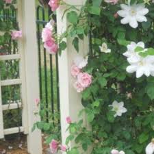 Check spelling or type a new query. Clematis Marie Boisselot Syn Clematis Madame Le Coultre Clematis Marie Boisselot Uploaded By Francien