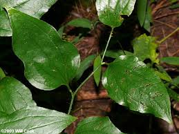 Image result for Smilax  tamnoides