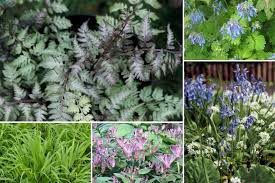 Composer Un Massif D Ombre Quelles Plantes Choisir Vivaces Ombre Plante Ombre Massif Fleurs
