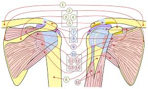 Diagram of internal rotation of the shoulder. Rotator Cuff Wikipedia