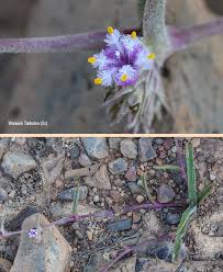 Image result for Cyanotis sp. aff. C. lapidosa