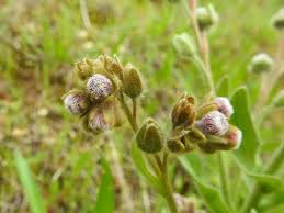 Image result for Cynoglossum amplifolium