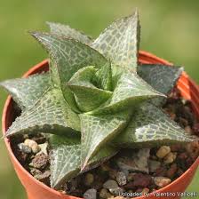 Image result for Haworthia