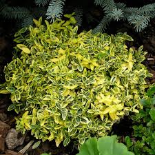 Image result for Euonymus