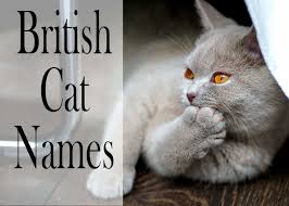 For some inspiration check out the top 50 names for male cats names and boy kitten names in australia and the usa. 150 Popular Male And Female British Cat Names Cat Mania