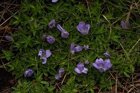 Image result for Craterocapsa