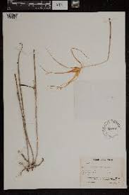 Image result for Brachycorythis buchananii