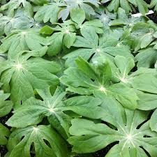 Image result for Podophyllum  peltatum