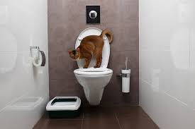 Katzenklo Verstecken Die Diskrete Katzentoilette Katzen Toilette Katzen Klo