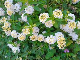 Image result for Lantana