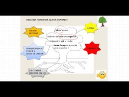 Fisa de lucru patrat si dreptunghi. Respiratia Plantelor Youtube