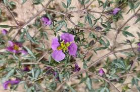 Image result for Fagonia isotricha