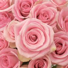 Maybe you would like to learn more about one of these? The Meaning Of Roses Art Among The Flowers Palm Coast Florist Same Day Free Local Flower Delivery